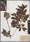 Foto von Salix cinerea L.